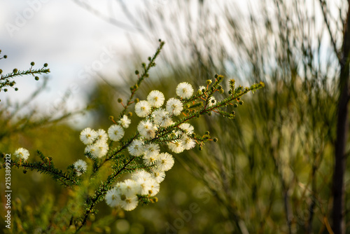 Yellow wattle flowers blooming on an Australian native plant with soft natural background