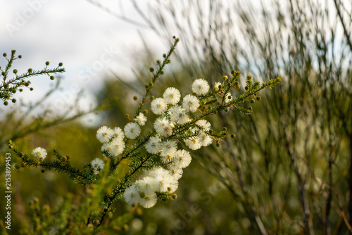 Yellow wattle flowers blooming on an Australian native plant with soft natural background