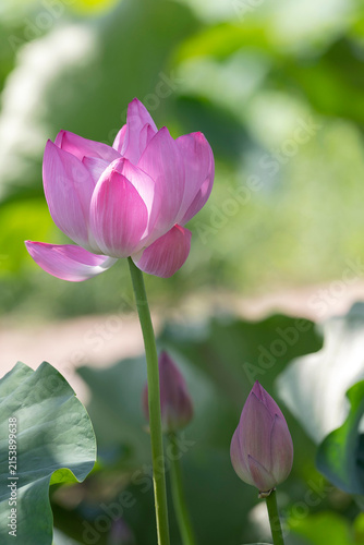 Pink lotus flower in full bloom with an unopened bud rising above lush green leaves on a sunny summer day in South Korea.