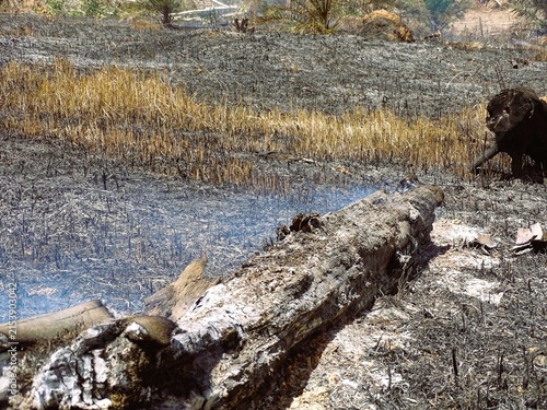 Cuadro en lienzo A layer of ash and charcoal from the remains of forest and land fires