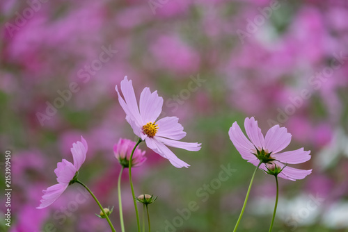 Delicate Pink Cosmos Flowers Blooming in a Field