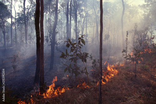 Принти на полотні Bushfire burning through dry bushland in Queensland, Australia in the late 1990s