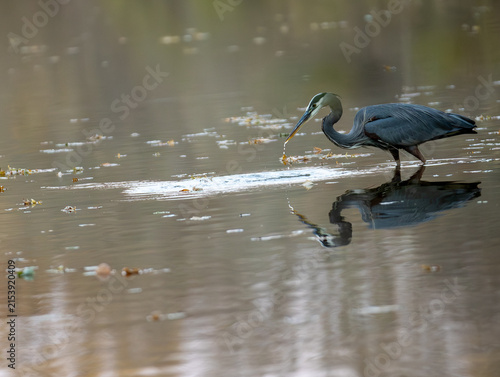 Great Blue Heron Hunting in Shallow Water With Reflection