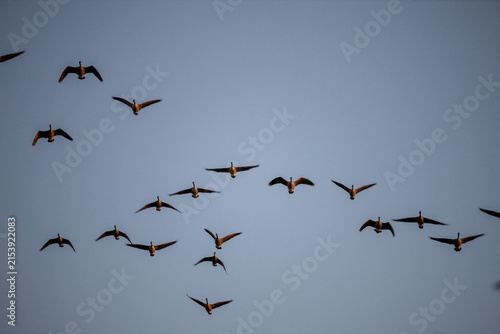 Canada Geese Flying Across Open Blue Sky