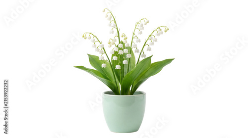 Lily of the valley flowers in ceramic pot, blooming spring convallaria majalis plant, white bell blossoms on white background