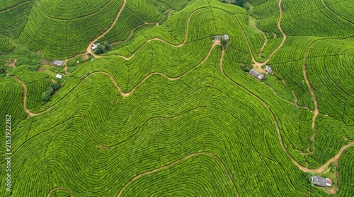 Ceylon tea plantation rows wave in vivid green over rolling hills in 19:6 ultra-wide nadir — Sri Lankan tea country as extraordinary panoramic green aerial art.