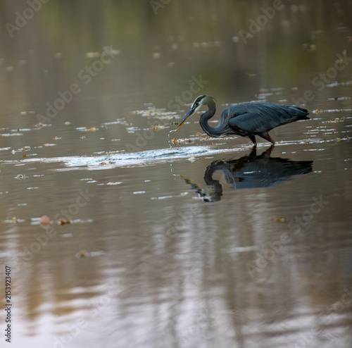 Great Blue Heron Standing in Calm Water With Reflection
