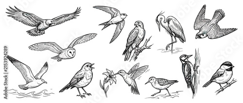 Hand-drawn collection of diverse bird species, isolated on white