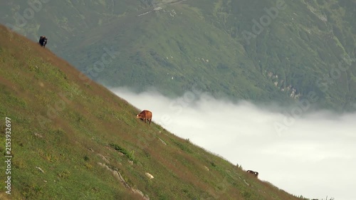 Austria brown cows graze on steep alpine meadow above cloud layer and mountains.
