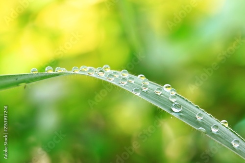 Foto Sparkling water droplets on a green grass blade with blurred nature background in the morning