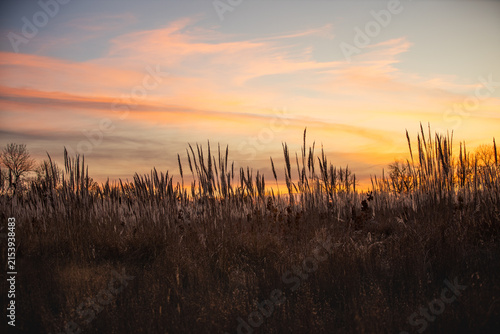 Tall Prairie Grasses Silhouetted Against Colorful Sunset Sky