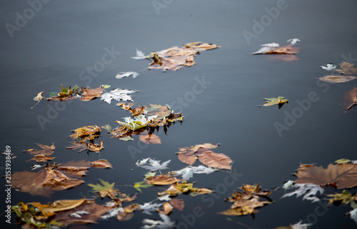 Autumn Leaves Floating on Dark Pond Water