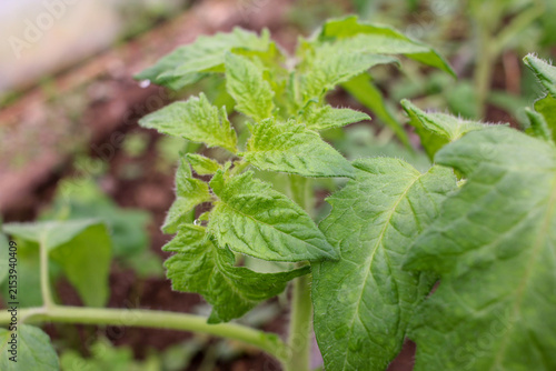 Fresh Young Tomato Leaves Growing in Greenhouse Cultivation