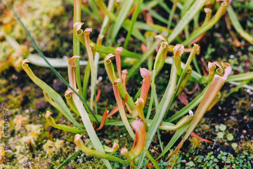 Dense pitcher plant cluster in botanical garden
