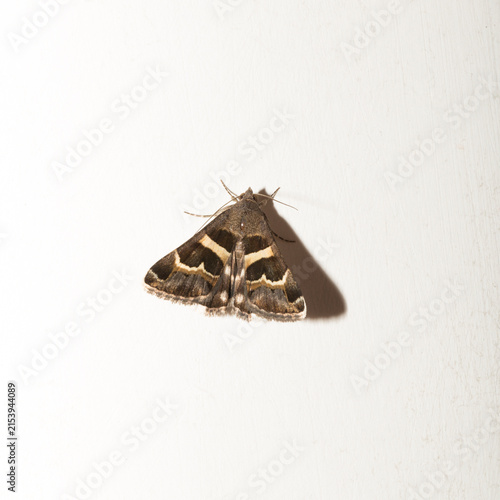 Geometrician moth Grammodes stolida resting on a plain white wall surface
