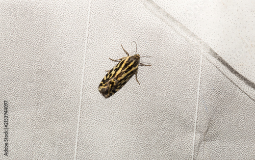 Spotted sulphur moth Emmelia trabealis resting on a printed graphic paper surface