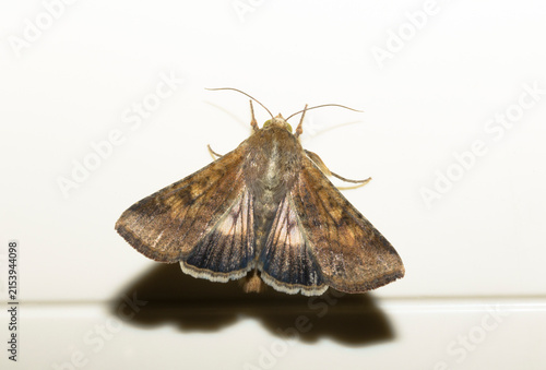 Cotton bollworm moth Helicoverpa armigera resting on a plain white surface with hindwings visible