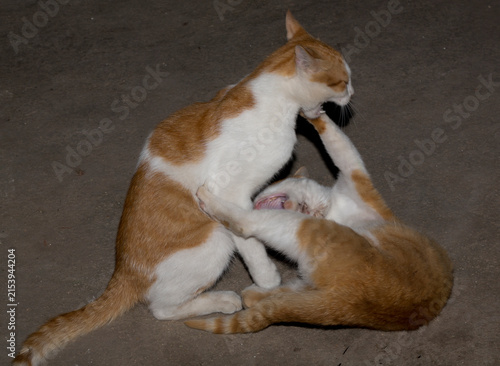 Two domestic ginger and white cats fighting and biting each other playfully on a concrete floor at night