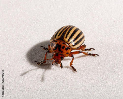 Colorado potato beetle (Leptinotarsa decemlineata; also known as the ten-striped spearman, the ten-lined potato beetle, and the potato bug).