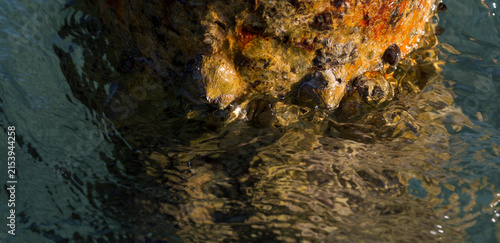 Foto Tetraclita squamosa - Thatched barnacle