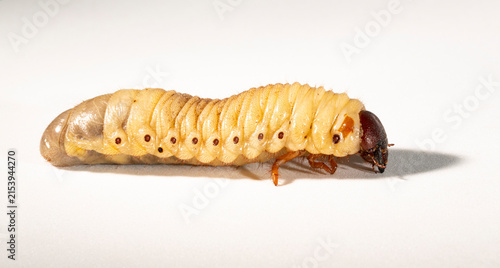 European rhinoceros beetle (Oryctes nasicornis) is a large flying beetle belonging to the subfamily Dynastinae. The insect larva is located on a white background before pupation.