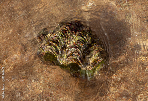 The maxima clam (Tridacna maxima), also known as the small giant clam. The fauna of the Red Sea. Sand, pebbles, corals. Background with a marine theme.