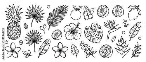 Tropical Fruit and Flower Doodle Collection