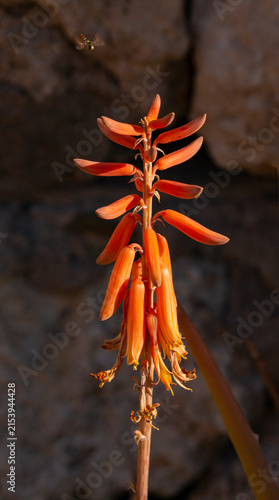 Closeup view of bright orange aloe vera flowers.