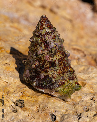 Tectus dentatus, common name toothed top shell, is a species sea snail, marine gastropod mollusk in the family Tegulidae.