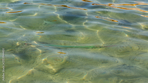 Tylosurus choram, Red Sea houndfish. Marine biodiversity.