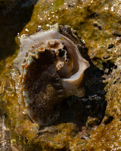 Tectus dentatus, common name toothed top shell, is a species sea snail, marine gastropod mollusk in the family Tegulidae.