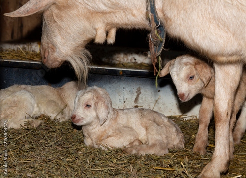 Alpine Goat Dairy Animal. Motherhood, the relationship between a mother and a newborn baby goat.