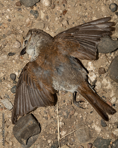 The red-backed shrike (Lanius collurio) is a carnivorous passerine bird and member of the shrike Laniidae. Juvenile bird - female. Dead bird. Road wars - death of a  Shrike. Death from the car.