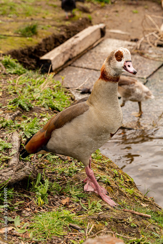 The Egyptian goose (Alopochen aegyptiaca). A bird walks along the riverbank.