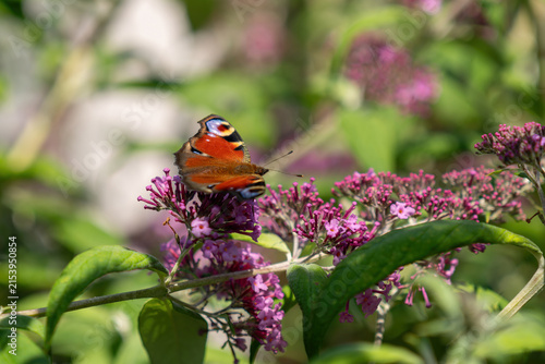Fotografía Peacock butterfly on a pink Buddleja davidii flower.