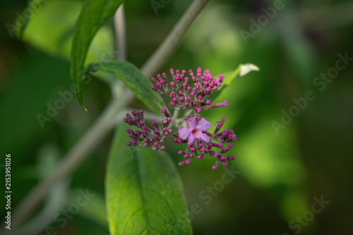 Bild auf Leinwand Close-up of a pink butterfly bush flower on a branch (Buddleja davidii)