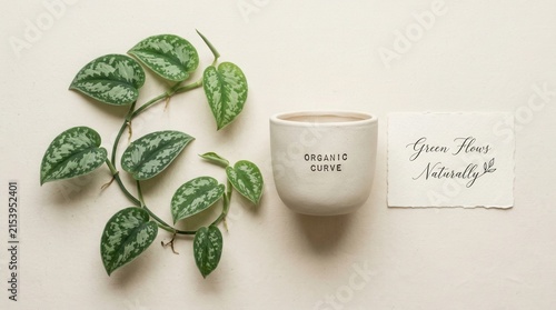 Minimalist top view of Scindapsus pictus vine with silver variegation beside a white ceramic pot labeled organic curve and a handwritten note card on beige background for home decor