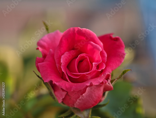 Vibrant Red Rose Flower Close‑Up On Blurred Natural Background
