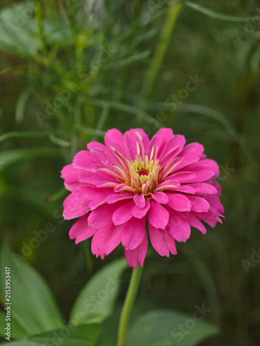 Vibrant Pink Zinnia Flower Close‑up Against Soft Green Foliage
