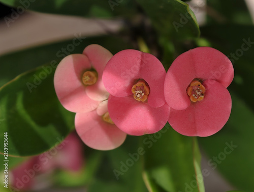 Close‑up of Pink Crown of Thorns Flowers with Green Foliage
