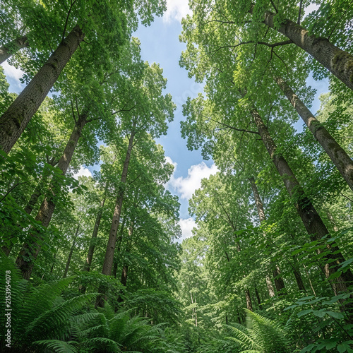 Photorealistic eco-friendly nature concept showing a pristine green forest from a low-angle perspective, towering trees and dense foliage surrounding a bright blue sky, soft clouds and natural sun