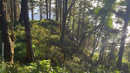 Sunlit Coastal Forest Overlooking the Pacific at Ecola State Park