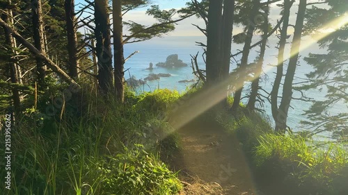 Sunlit Forest Trail Above the Pacific at Ecola State Park Oregon