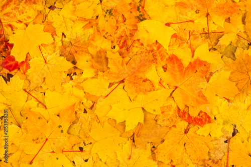 Fotografie Autumn leaves, decorative fall background