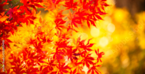 Bild auf Leinwand Autumn leaves fill warm backdrop
