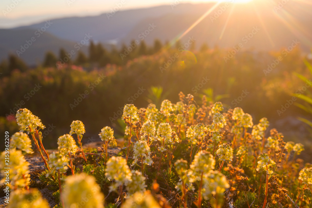 Obraz premium Sunny meadow