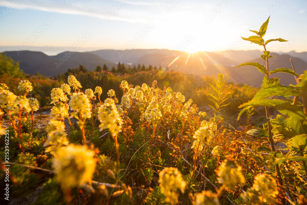 Obraz premium Sunny meadow