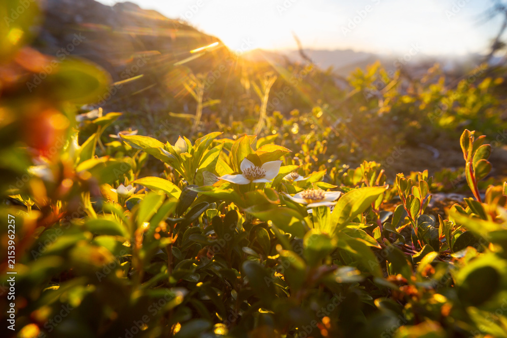 Obraz premium Sunny meadow