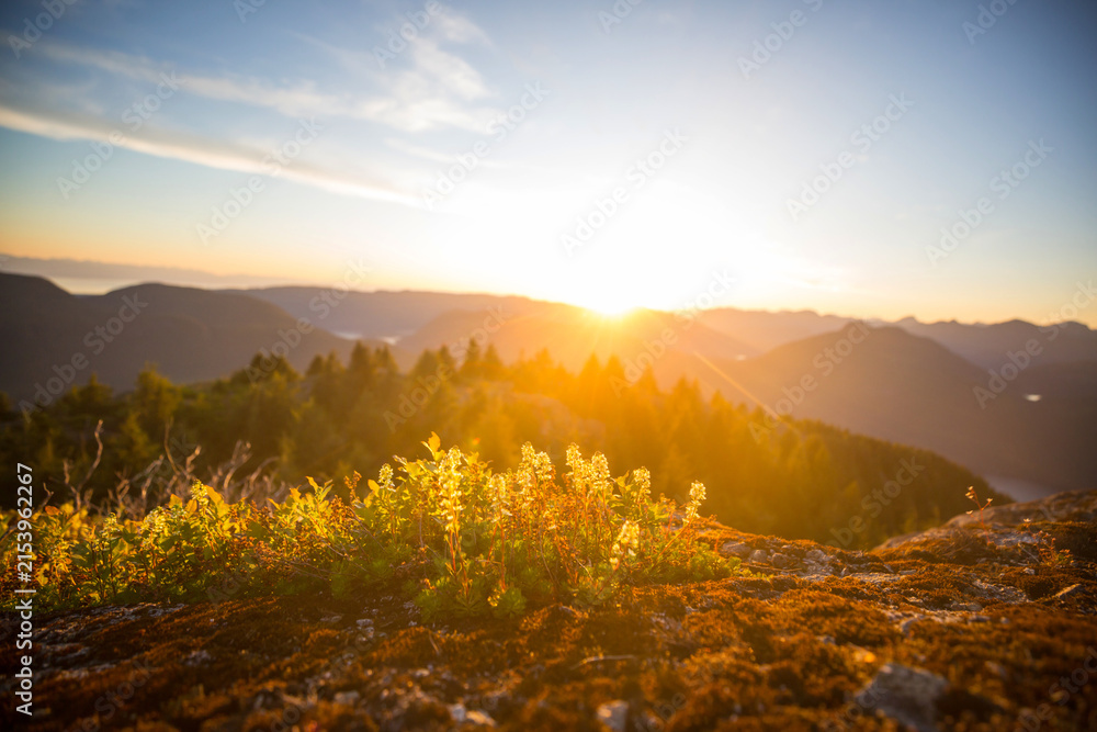 Obraz premium Sunny meadow