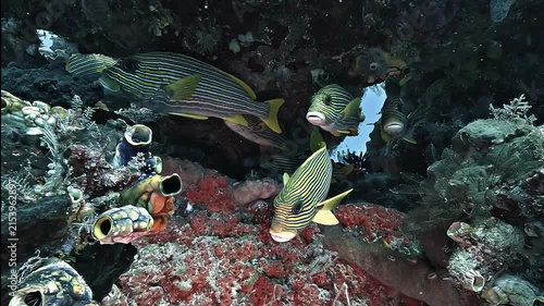 A school of yellowbanded sweetlips, Plectorhinchus lineatus, gathers beneath a coral overhang on a reef in Raja Ampat, Indonesia.